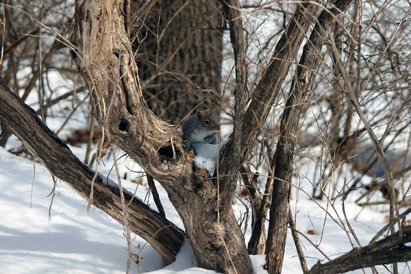 Écureuil Profite Neige Fraîche Dans Central Park New York — Photo