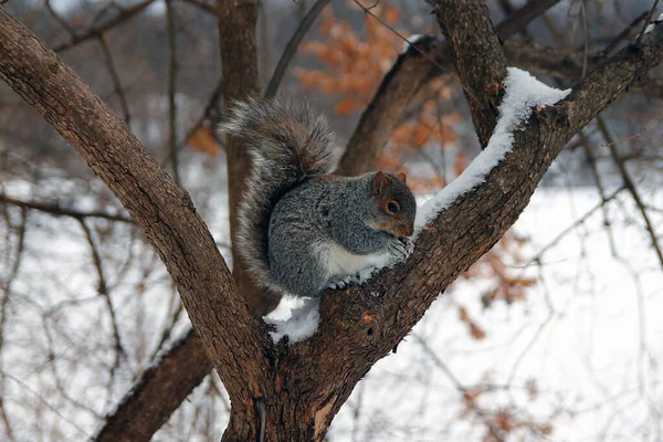 Nahaufnahme Eines Eichhörnchens Das Mit Dem Schnee Auf Den Ästen — Stockfoto