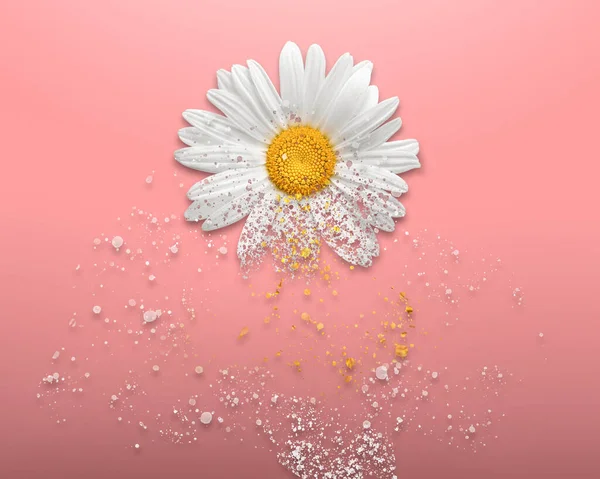 Açık pembe arka planda Daisy çiçek dağılımı