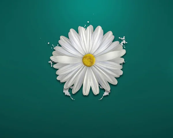 Daisy Flor Com Gotas Brancas Fundo Verde — Fotografia de Stock