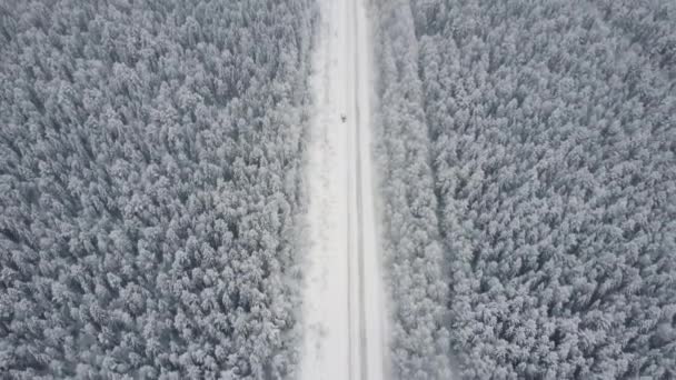 Вид зверху з повітря безпілотника, вид на птахи зимовий пейзаж і засніжена крижана дорога, автомобіль, що рухається на території, оточений красивим хвойним лісом 4k — стокове відео