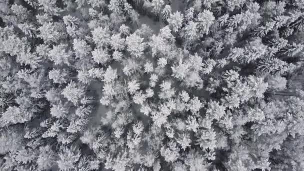 Winter Wald Schnee Kiefern Landschaft Drohnen Dreh 4K-Video. — Stockvideo