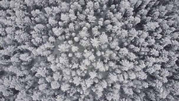 Winter Wald Schnee Kiefern Landschaft Drohnen Dreh 4K-Video. — Stockvideo