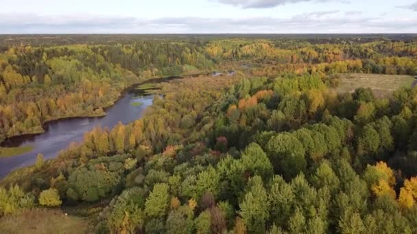 Été, début automne dans la forêt vue aérienne du dessus. Forêt mixte, conifères verts, arbres à feuilles caduques, forêt rurale, beau lac. Drone au-dessus de texture colorée dans la nature — Video