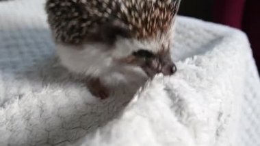 Gri Afrikalı cüce kirpi komik oyunlar oynar, ısırır ve beyaz ekose kumaşı sürükler.