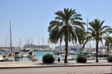Palma de Mallorca 'daki marina, kaldırımında palmiye ağaçları ve arka planında yolcu gemisi olan.