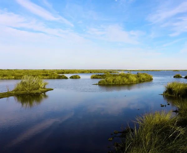 Bayou Sauvage — Stock Photo, Image