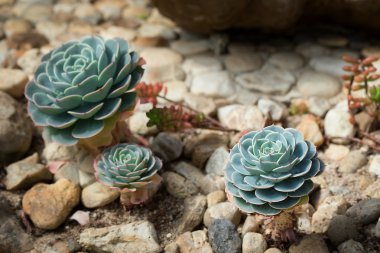 Etli bitki içinde Bahçe