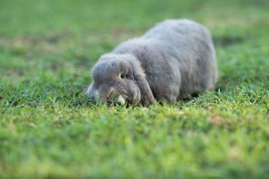çimenlerin üzerinde tavşan