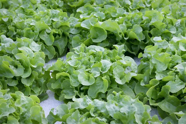 Warzywa w ogrodzie — Zdjęcie stockowe