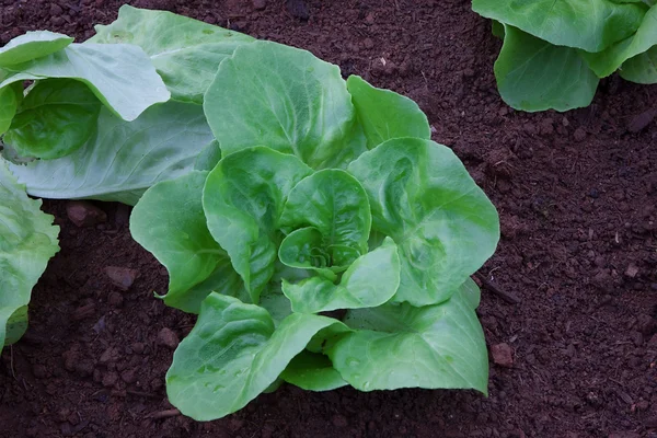 Vegetable in gardening — Stock Photo, Image