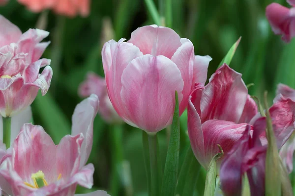 Tulp in het tuinieren — Stockfoto