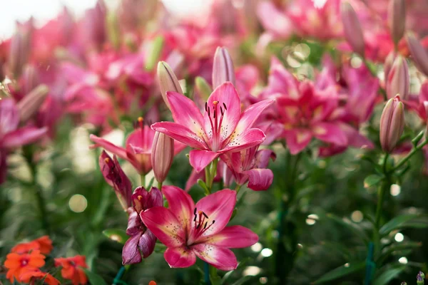 Tulipan i tło zamazane pole — Zdjęcie stockowe
