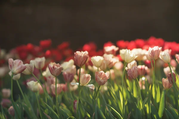 Tulipan i tło zamazane pole — Zdjęcie stockowe