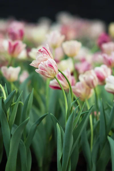 Tulipan i tło zamazane pole — Zdjęcie stockowe