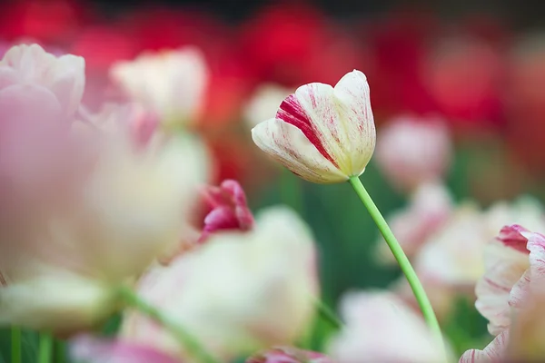 Tulip en onscherpe achtergrond — Stockfoto