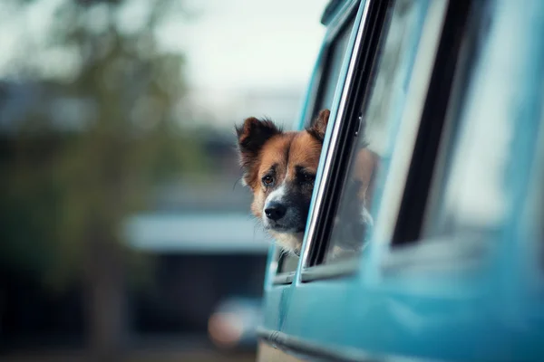 Pencerede köpek — Stok fotoğraf