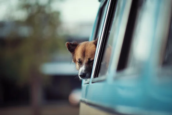 窓に犬がいて — ストック写真