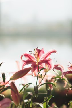 Lale ve arka plan bulanık