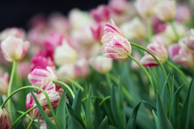 Lale ve arka plan bulanık