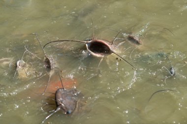 nehirde balık