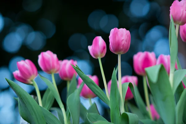 Tulipan i tło zamazane pole — Zdjęcie stockowe