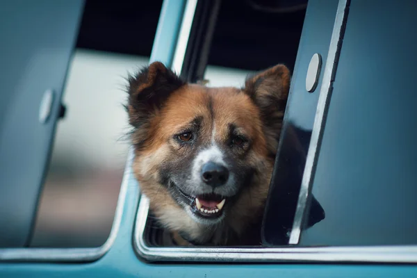 窓に犬がいて — ストック写真