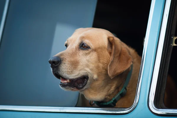 Dog at the window — Stock Photo, Image
