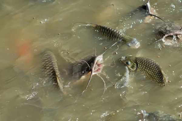 Рыба в реке — стоковое фото