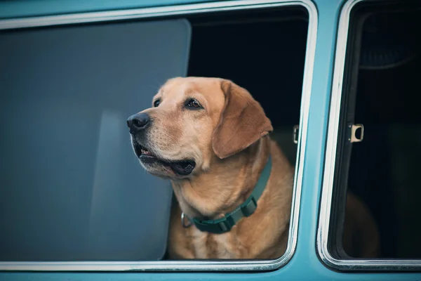 窓に犬がいて — ストック写真