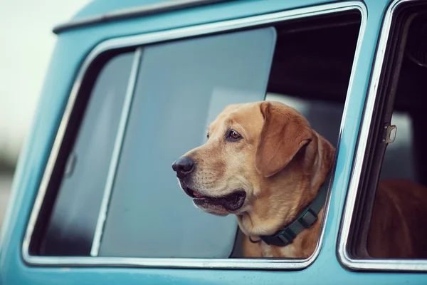 Cão na janela — Fotografia de Stock