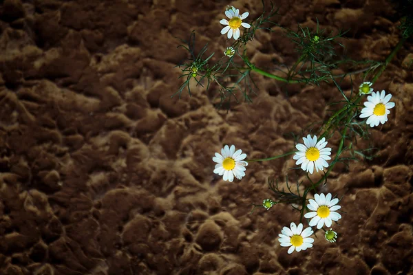 Fiori e sfondo sfocato — Foto Stock