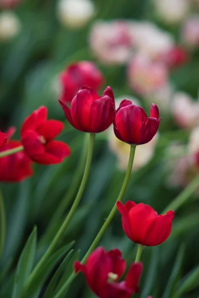 Rood tulp in het tuinieren — Stockfoto