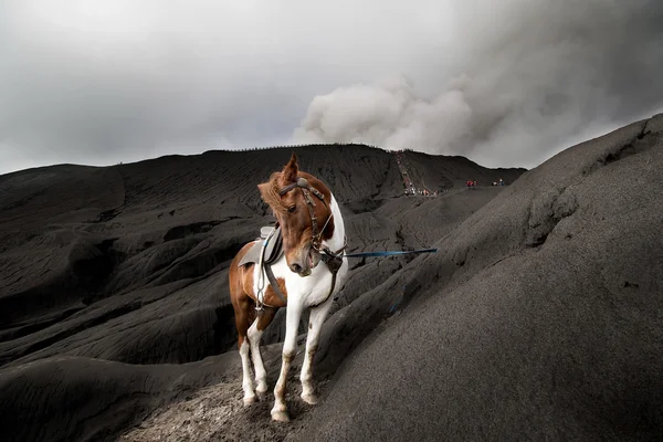 Horse and Mount Bromo