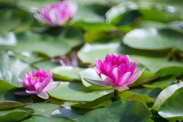Bahçedeki lotus.. — Stok fotoğraf