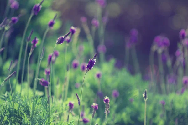 Lavendel und verschwommener Hintergrund — Stockfoto