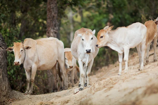 Cows in countryside — Stock Photo, Image