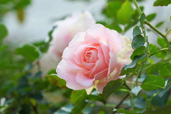 Rose in the garden — Stock Photo, Image