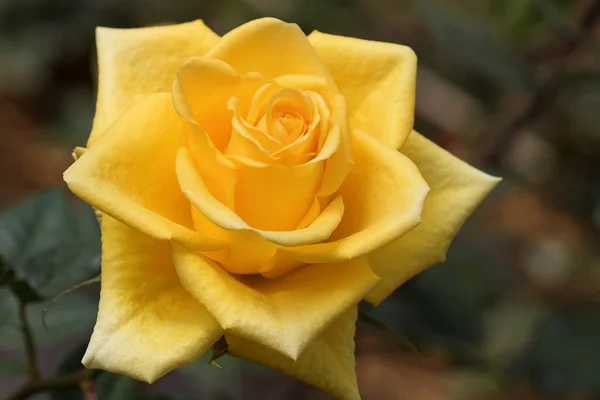 Троянда в саду — стокове фото