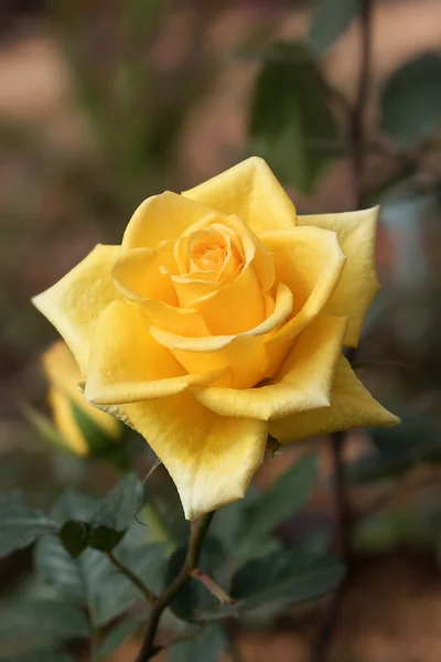 Rose v zahradě — Stock fotografie