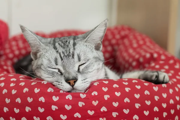 Amerikaanse Korthaar, slapende kat — Stockfoto