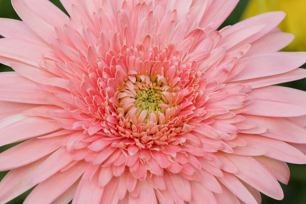 Transvaal daisy, closeup — Stock Photo, Image
