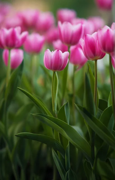 Tulipan w ogrodzie — Zdjęcie stockowe