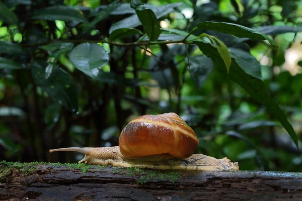 Snail — Stock Photo, Image