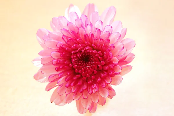 Flower — Stock Photo, Image