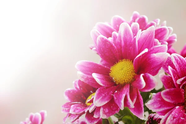 Flowers — Stock Photo, Image