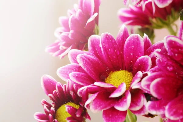 Flowers — Stock Photo, Image