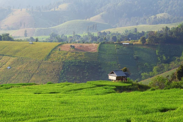 Cornfield — Stock Photo, Image