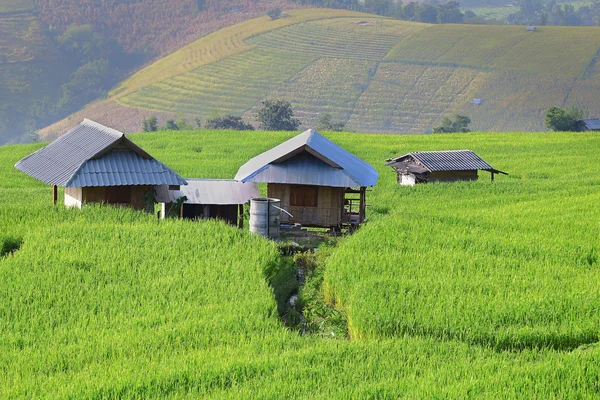 玉米地里 — 图库照片