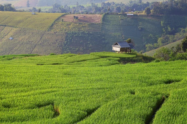 Cornfield — Stock Photo, Image